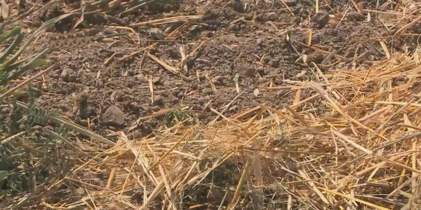 Сено резко подорожало в ВКО