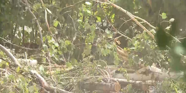 Реконструкция теплосетей в Темиртау приводит к массовой вырубке деревьев