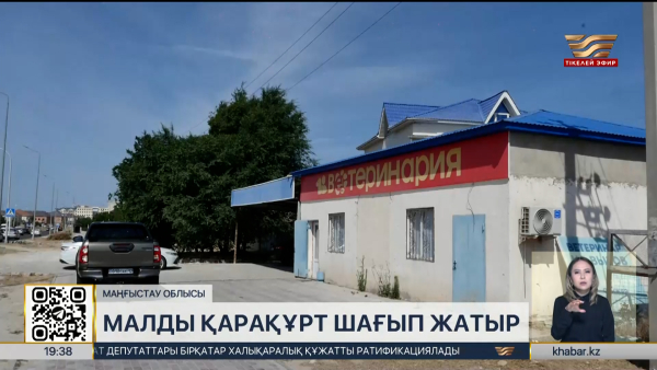Маңғыстау облысында өрістегі малға қарақұрттан қауіп төнді
