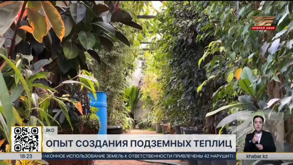 Подземную теплицу организовала жительница ВКО