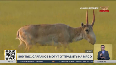 Ученые озадачены предстоящей перевозкой сайгаков в Китай