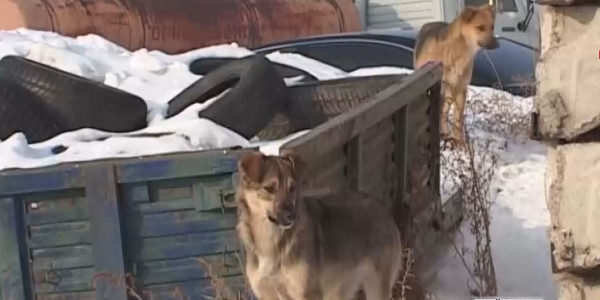 Астанада қаңғыбас иттер тұрғындардың құтын қашырды