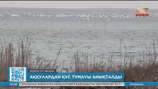 Маңғыстауда жаппай қырылған аққулардан құс тұмауы анықталды