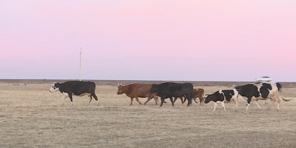 Үштөбеде жұрт далаға малын шығара алмай отыр