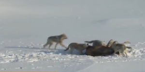 Охотиться на волков и шакалов разрешили в Алматинской области