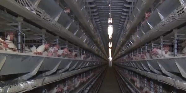 Қостанай облысының үш ауылында құс тұмауы тіркелді