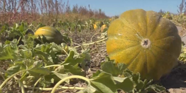 ШҚО-дағы үш ауылдың шаруалары су тапшылығынан қиындық көріп отыр