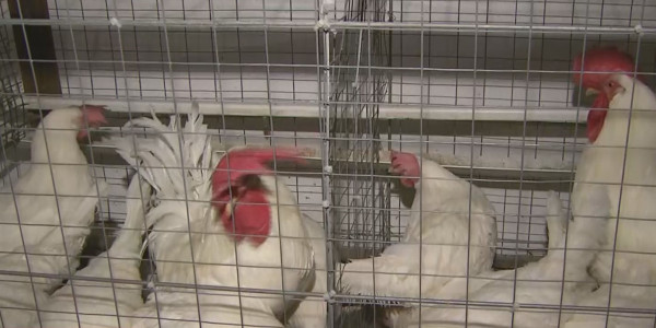 Алматы облысында құс тұмауы тіркелді