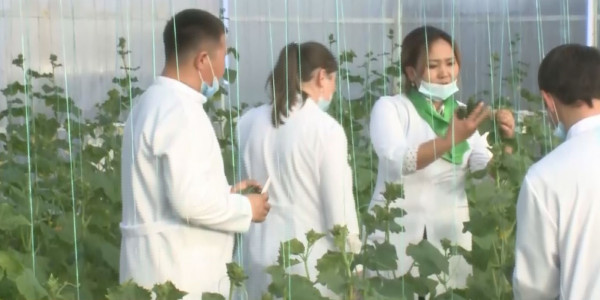 Школьники Жамбылской области осваивают тепличное хозяйство