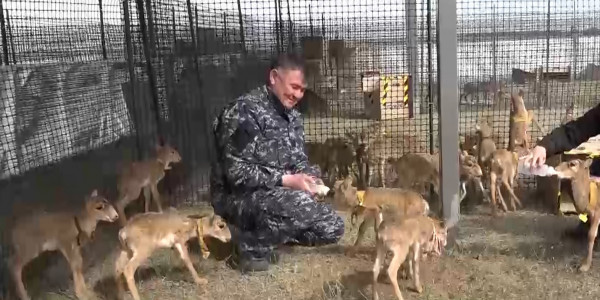 Ученые ЗКО планируют скрестить две популяции сайгаков