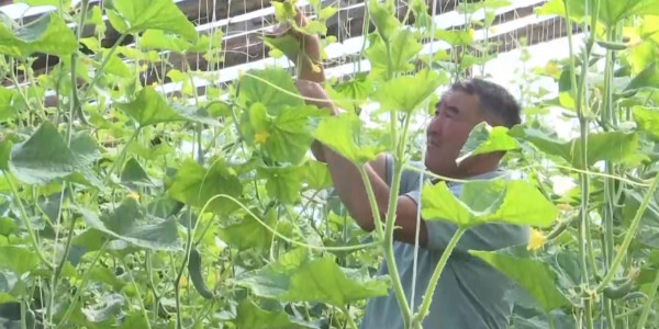 Қарағандылық бағбан жылыжайдан мол өнім алып отыр