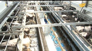 &laquo;Ас арқау&raquo;. Түйеқұс та тиімді түлік