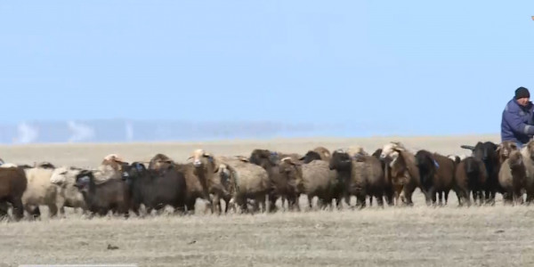 Қарағанды облысында 100 мың гектар жер игерілмей тұр