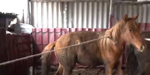 В селе Плоское ввели ограничительные меры из-за бруцеллеза