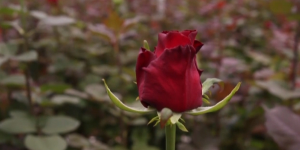 Страна в ожидании цветочного бума в канун 8 марта