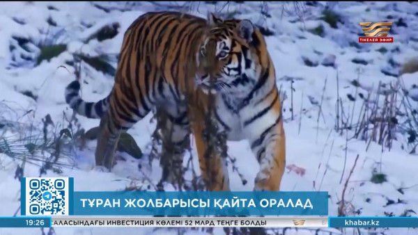 Тұран жолбарысы қайта оралады