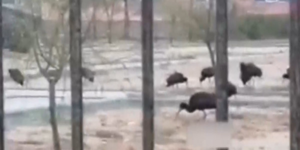 Краснокнижные каравайки прилетели в Актау