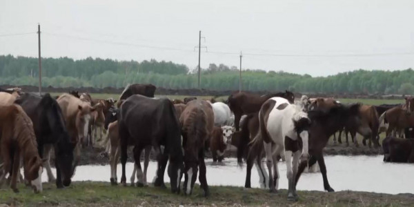 348 пастбищных угодий незаконно предоставляли предпринимателям в СКО
