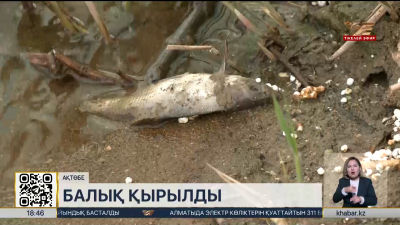 Ақтөбеде балық қырылып жатыр
