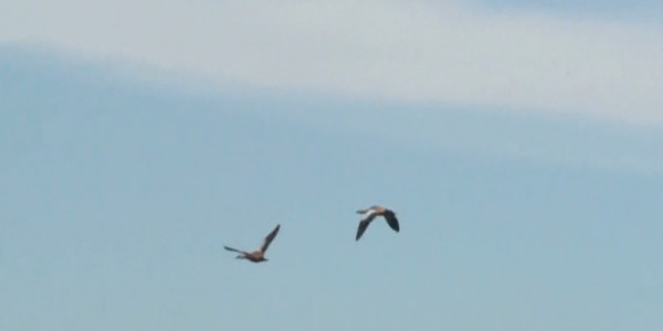 Ученые выясняют причину массовой гибели уток в Восточном Казахстане