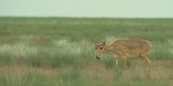Ерлан Нұрғалиевті өлтірген 3 ер адам өмір бойына бас бостандығынан айырылды