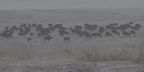 Павлодар облысында киік саны 20 мыңға жуықтаған