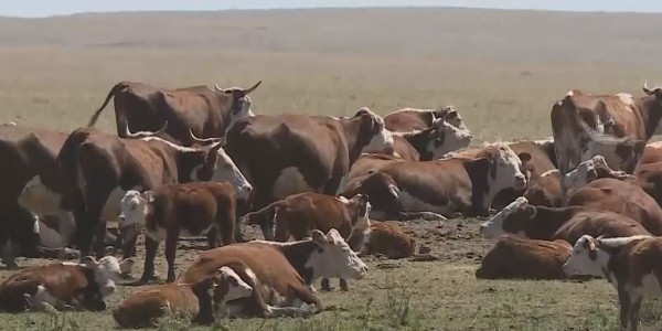 Поголовье КРС увеличивают в Костанайской области