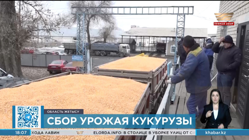 Крестьяне области Жетысу потеряли часть урожая кукурузы