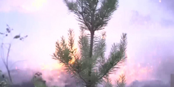 Из-за пожара в &laquo;Eртic орманы&raquo; объявили режим ЧС в Павлодарской области