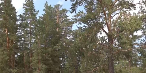 Семей орманы 2003 жылы 22 қаңтарда құрылған. Жалпы дерек