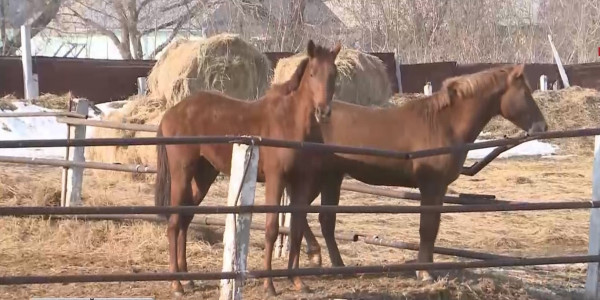 Қостанай облысында асыл тұқымды жылқы азайып барады