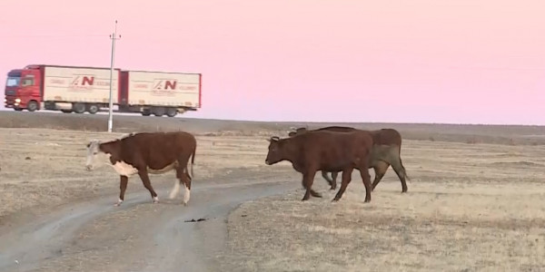 ИВС для животных появился в Карагандинской области