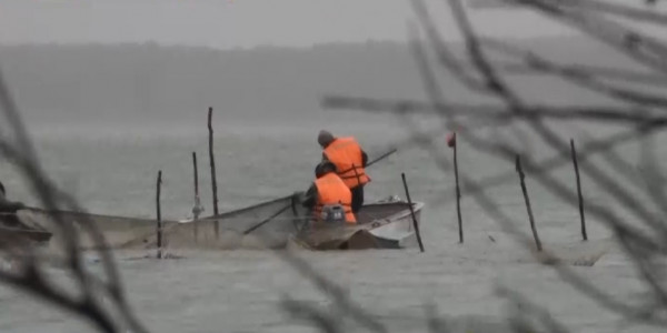 70 жылдан кейін Саумалкөлде балық тіршілік ете бастады