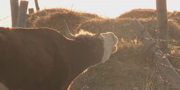 ШҚО-да белгісіз дерттен мал қырылып жатыр