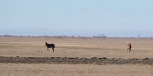 50 лошадей погибло в Павлодарской области