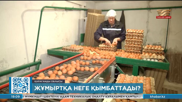 Жұмыртқа бағасының өсуіне не себеп?