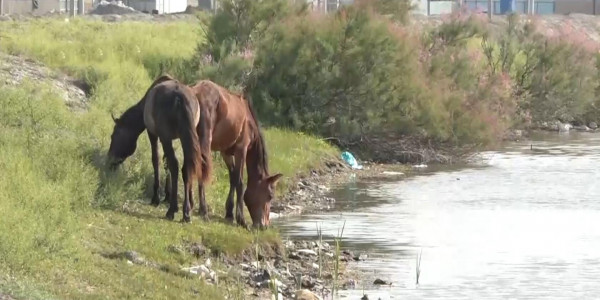 Атырау малшылары төрт түлікке су тауып бере алмай отыр