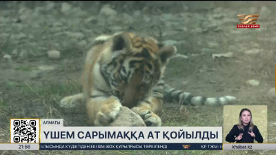 Алан, Арлан және Тарлан: амур жолбарыстарының есімдері таңдалды