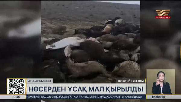 Атырау облысында нөсерден мыңдаған ұсақ мал қырылды