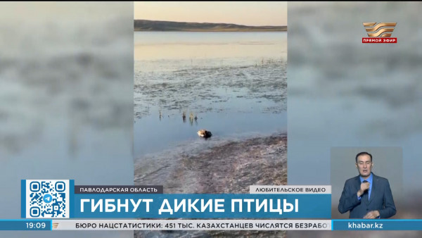 Дикие птицы гибнут в Баянауле