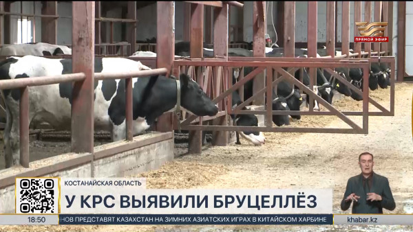 Бруцеллез выявили в одном из сел Костанайской области