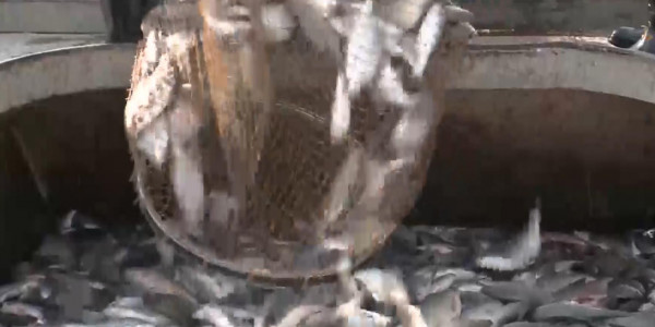 Жайық-Каспий бассейнінде дәстүрлі &laquo;Бекіре 2021&raquo; акциясы басталды