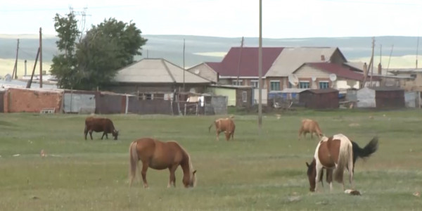 В селе Ушкарасу сибирской язвой заразились 10 человек