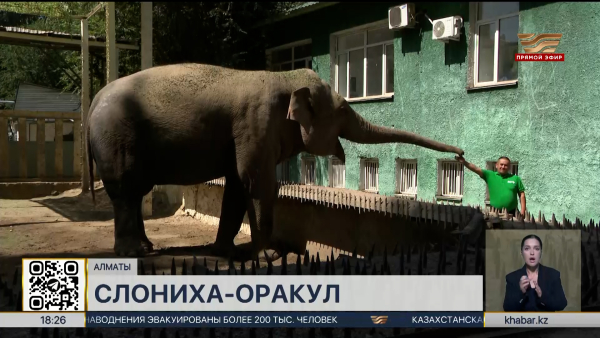 Слониха Ару стала новым спортивным оракулом