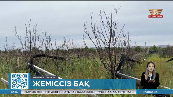 Жамбыл облысында алма бақтары қурап жатыр