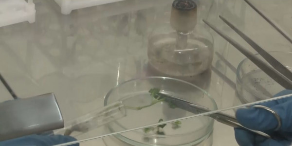 Жергілікті ғалымдар картоптың жаңа сұрыпын ойлап тапты