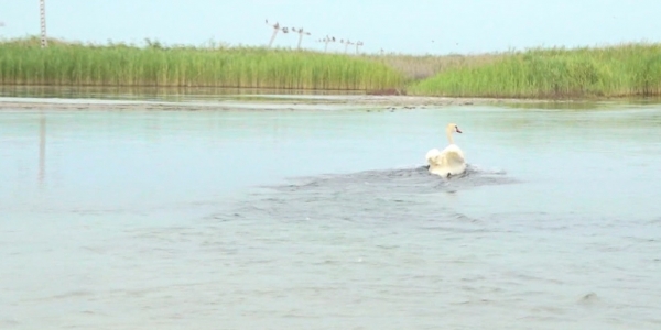 В Мангистауской области прошла операция по спасению лебедей