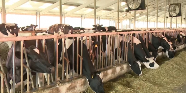 Атырау облысында құрғақшылыққа байланысты мал азығын дайындау қиынға соғып отыр