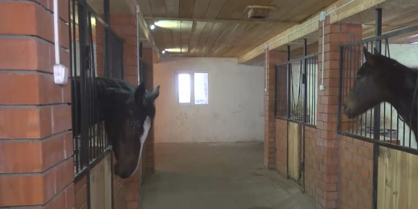 Фермер Орал қаласында жылқы бағып отыр