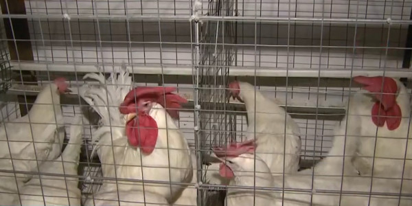 Птичий грипп зафиксирован в Карасайском районе